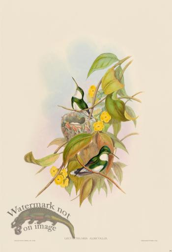 Gould Hummingbird 291